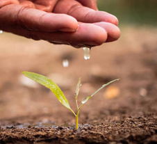 colloidal fungicides